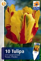 Tulipan papuzi