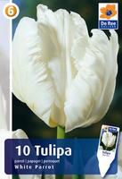 Tulipan papuzi