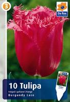 Tulipan postrzępiony