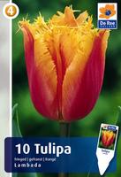 Tulipan postrzępiony