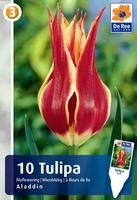 Tulipan liliokształtny