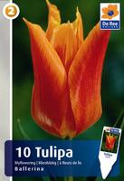 Tulipan liliokształtny