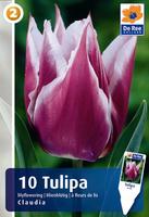 Tulipan liliokształtny