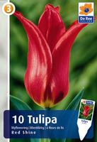 Tulipan liliokształtny