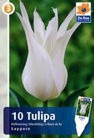 Tulipan liliokształtny