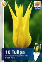 Tulipan liliokształtny