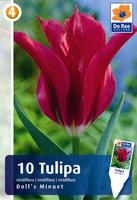 Tulipan Virdiflora