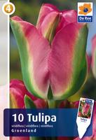 Tulipan Virdiflora