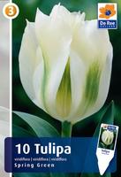 Tulipan Virdiflora