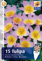 Tulipan botaniczny