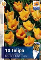 Tulipan botaniczny