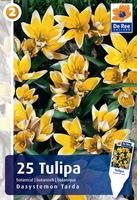 Tulipan botaniczny