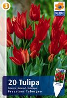 Tulipan botaniczny