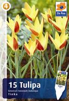 Tulipan botaniczny