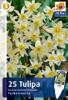 Tulipan botaniczny