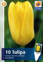 Tulipan Fostera