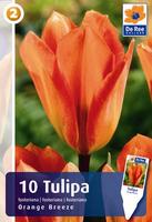 Tulipan Fostera