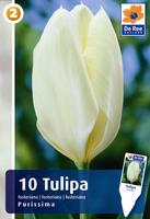 Tulipan Fostera