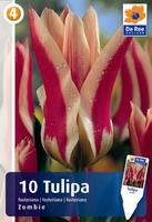 Tulipan Fostera