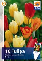 Tulipan Fostera