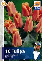 Tulipan Greiga