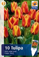 Tulipan Greiga