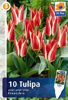 Tulipan Greiga