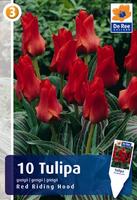 Tulipan Greiga