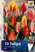 Tulipan Greiga