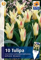 Tulipan Kaufmanna