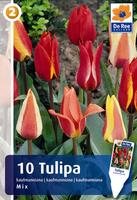 Tulipan Kaufmanna