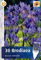 Brodia (Brodiaea)