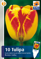 Tulipan mieszaniec Darwina