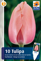 Tulipan mieszaniec Darwina