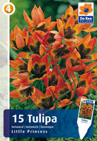 Tulipan botaniczny