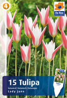 Tulipan botaniczny