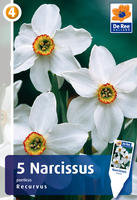 Narcyz Poeticus