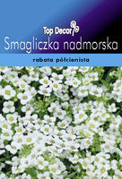 Lobularia maritima