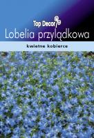 Lobelia przylądkowa