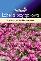 Lobelia przylądkowa