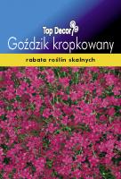 Goździk kropkowany