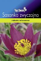 Sasanka zwyczajna