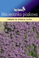 Macierzanka piaskowa