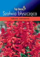 Salvia splendens