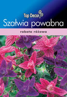 Salvia horminum