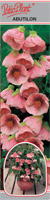 Abutilon różowy