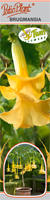 Datura "Twin Flowers" żółta