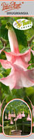 Datura "Twin Flowers" różowa