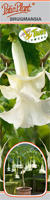 Datura "Twin Flowers" biała