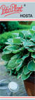 Hosta "Royal Standard"
